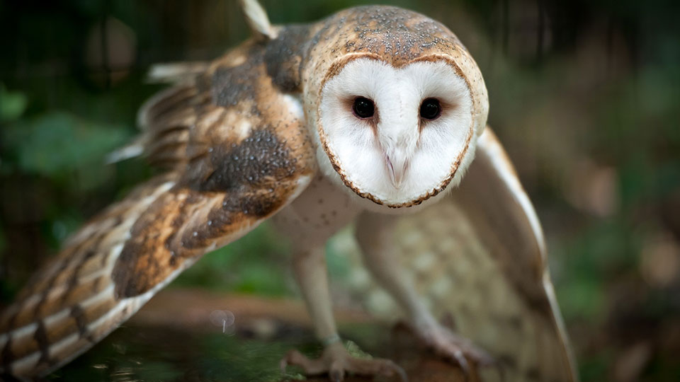 O que fazer em Foz do Iguaçu em 3 dias